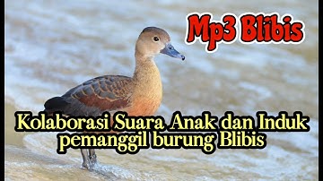Kolaborasi Suara Anak dan Induk pemanggil Burung Blibis @YuliusHunter