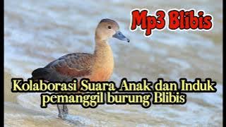 Kolaborasi Suara Anak dan Induk pemanggil Burung Blibis @YuliusHunter