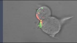 Hiv 1 Crf07 Bc & Gal3 Interaction