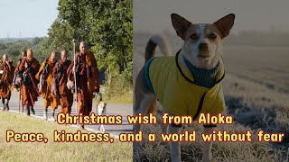 Aloka Peacedog Walking For Peace