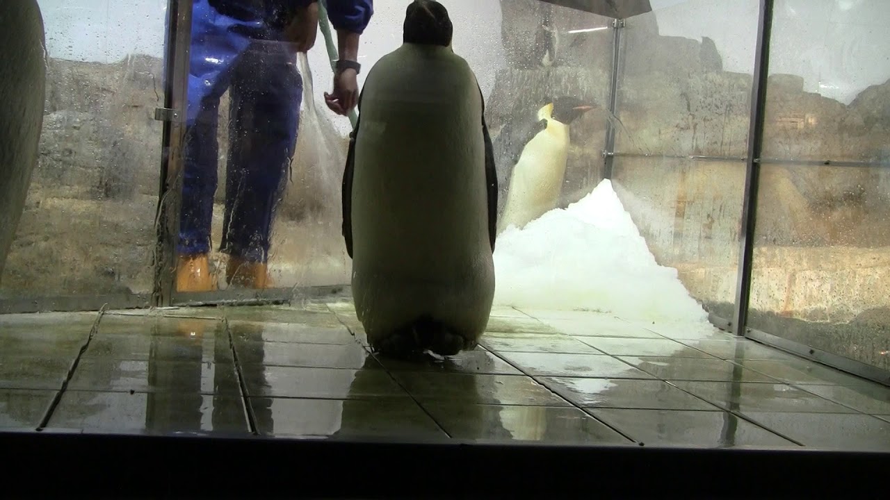 1-22 Oct 2018 Emperor Penguin at Adventure world, Japan - YouTube