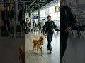 How the dog saved a girl ?? #AkashFilms