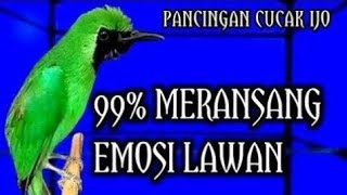 PANCINGAN CUCAK IJO GACOR, BIKIN CUCAK IJO LAINNYA BUNYI 