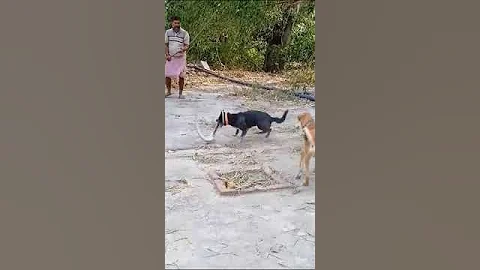 Snake Biting Dog #snake #kingcobra #dog #dogs ##snake #dog