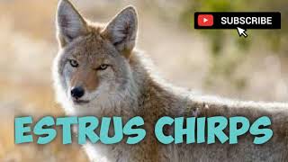 Coyote Hunting Call - Estrus Chirps - Mating Call - 14 Minutes - Free Download screenshot 1