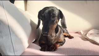 MINI DACHSHUND'S GOT TALENT ✨ by Theo the Dachshund 3,770 views 12 days ago 1 minute, 55 seconds