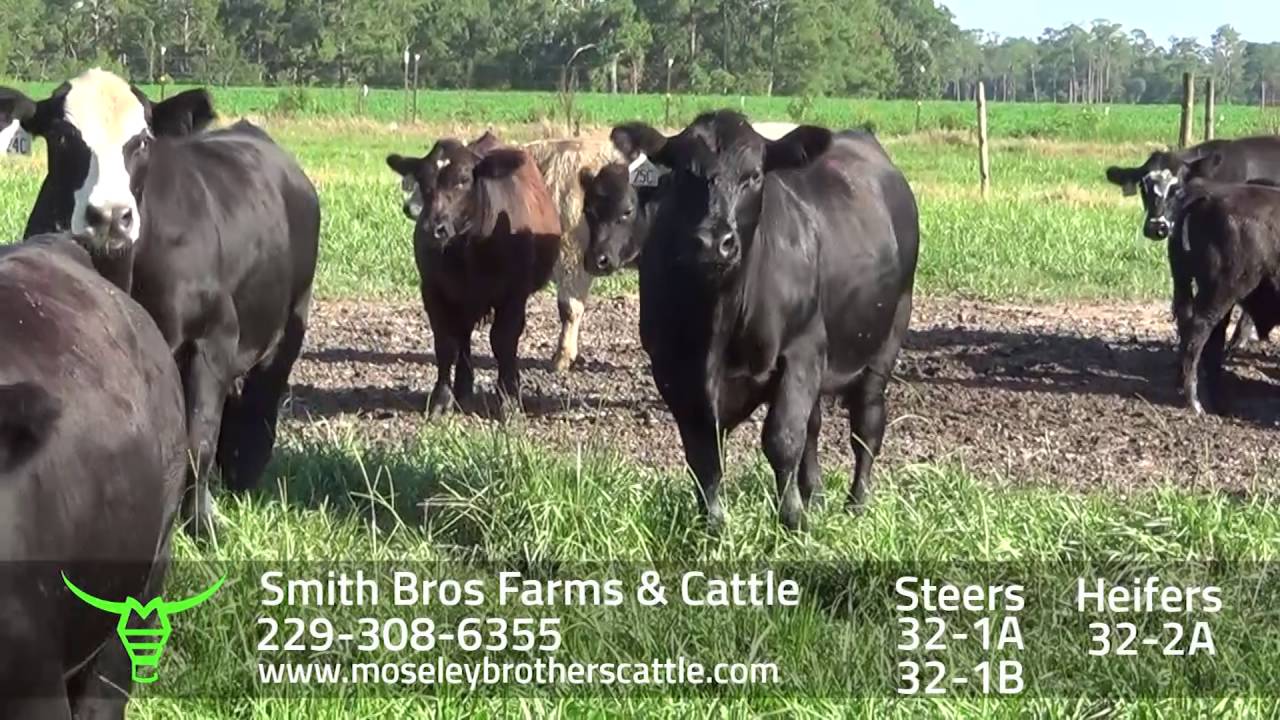SMITH BROTHERS FARM & CATTLE GA SAFE Sale 8/9/16 Moseley Brothers