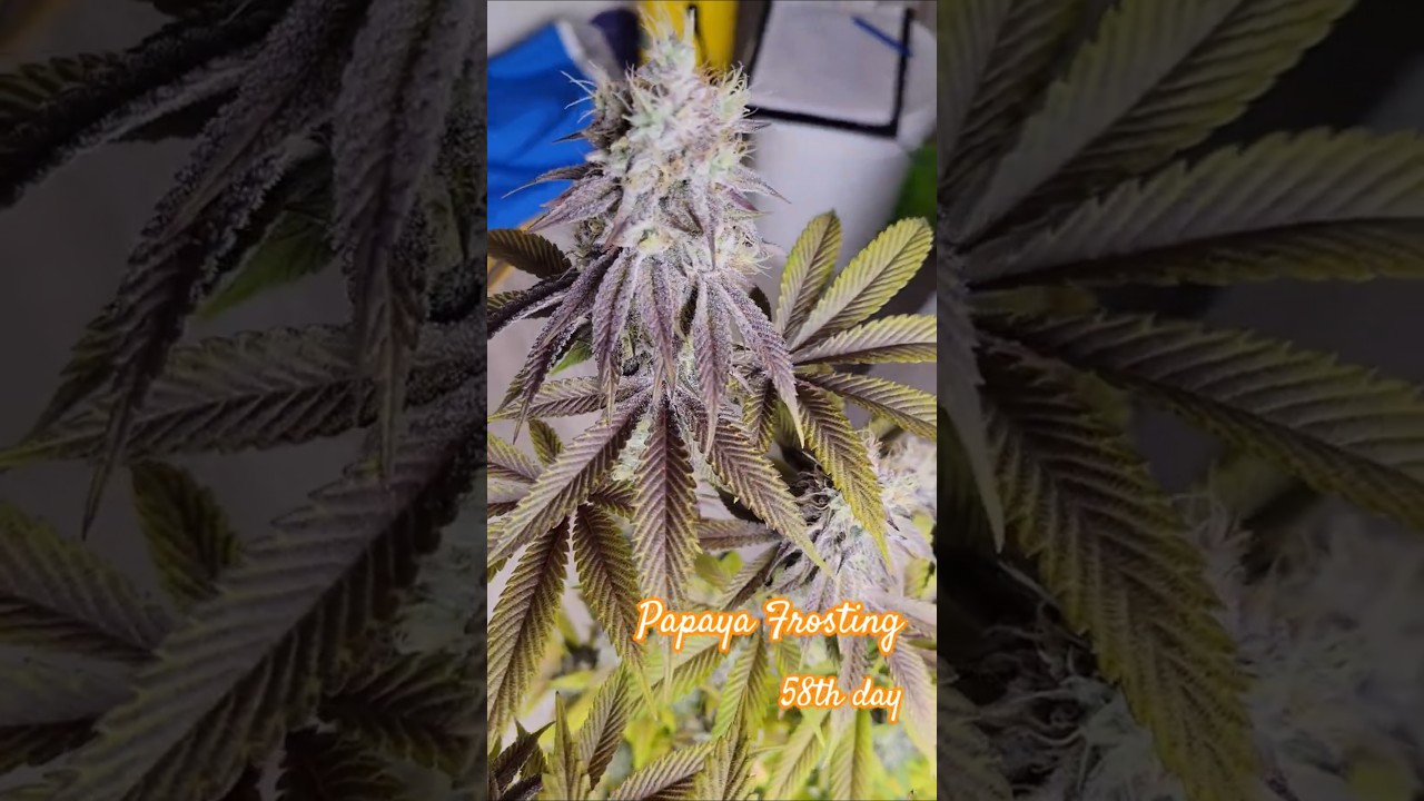 Frostige Farben & Papaya-Traum! 🌬️🥭 Papaya Frosting 🤩 Barney's Farm x Doja Collab! 🏆 
