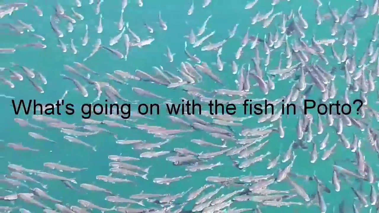 What's going on with the fish in Porto?