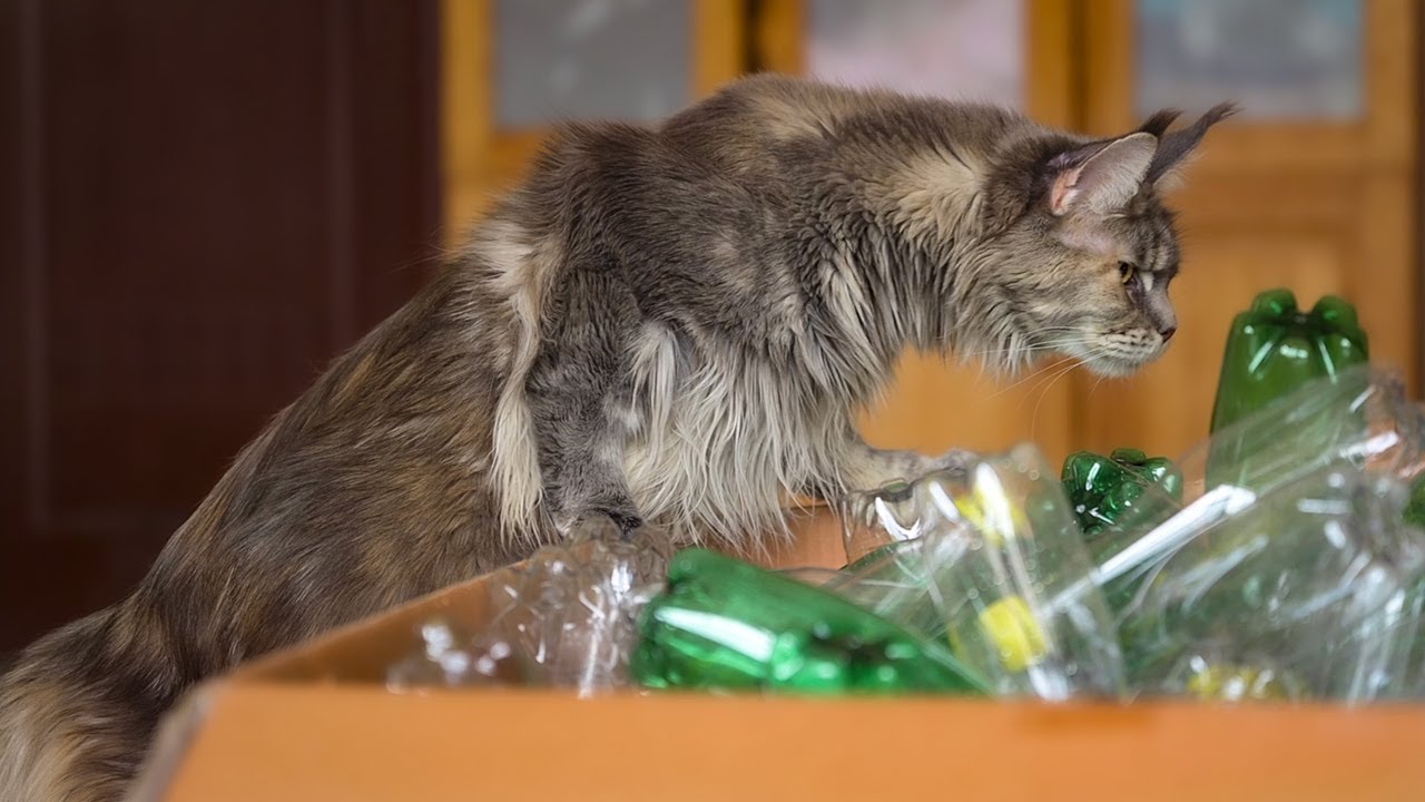 The cats found a box full of plastic bottles. YouTube