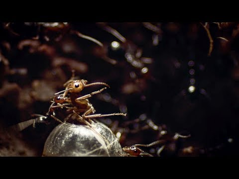 Ants Rip Queen's Legs Off | Empire Of The Desert Ants | BBC Earth