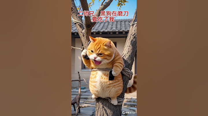 大胖橘；不怕神一样的对手，就怕猪一样的队友！#萌宠出道计划#喵大厨puff#会做饭的猫#喵咪的迷惑行为