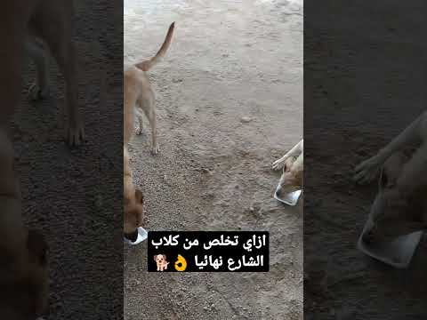 ازاي تخلص من كلاب الشارع بطريقة سهلة جدااا شيف حسام حسن كلاب وصفات