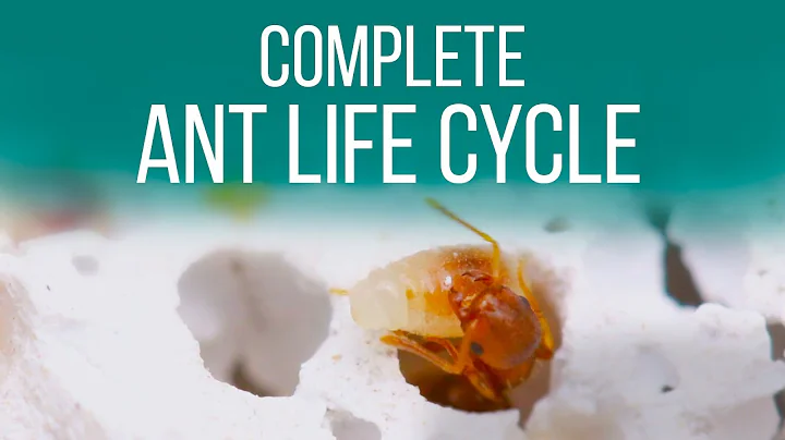 How is an ant born ? Life Cycle of ants - documentary