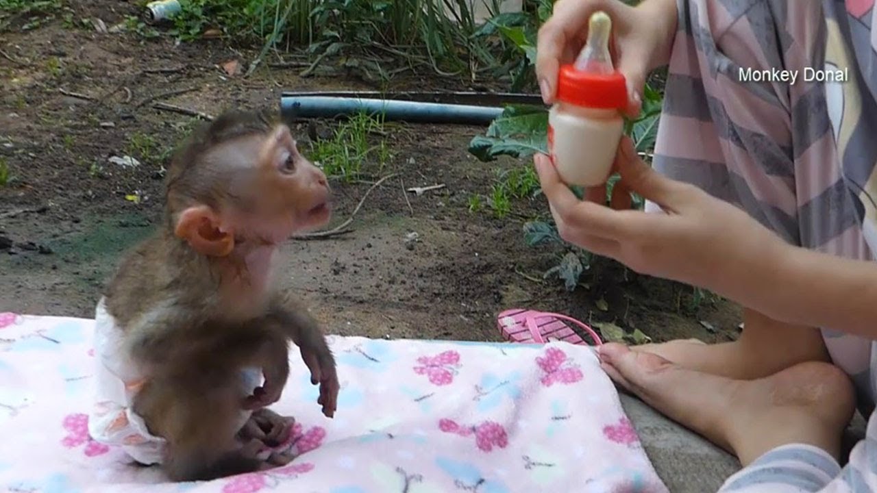Baby Monkey Donal Waiting Mom Feed Milk So Cute