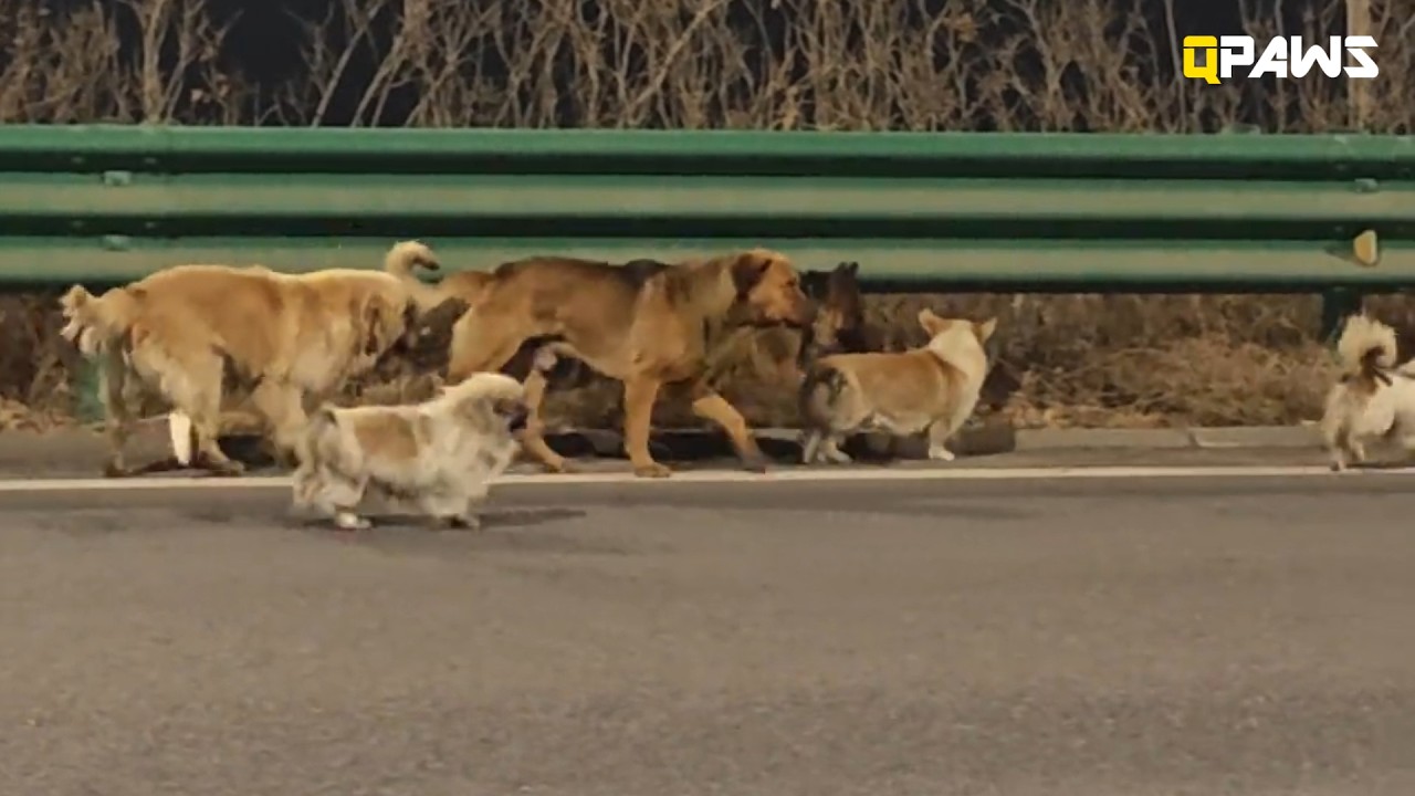 They Escaped A Moving Truck And Traveled Miles To Return To The Only Family  They Knew