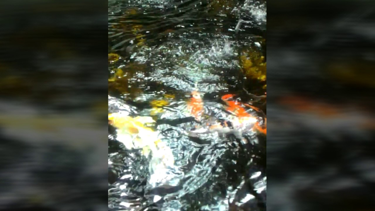 TUTORIAL MENJINAKKAN IKAN KOI SECARA CEPAT,TEPAT DAN TIDAK MEMBUAT IKAN