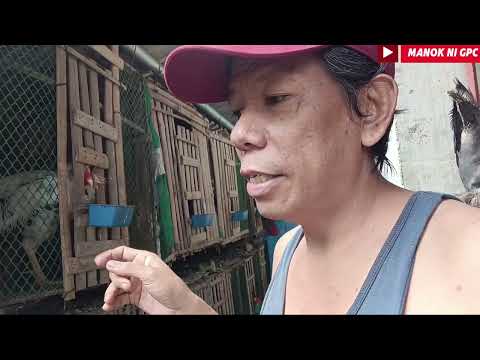BREEDING IDEAS | PAANO BA TAYO NAG AALAGA NG MANOK PAG MAY BAGYO