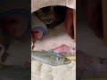 猫様に見つめられるヒメウラナミジャノメ。捕獲用ケースを持ちながら撮影😅(2024/11/25) #butterfly #ヒメウラナミジャノメ #ちょうちょ #キジトラ #キジトラ猫