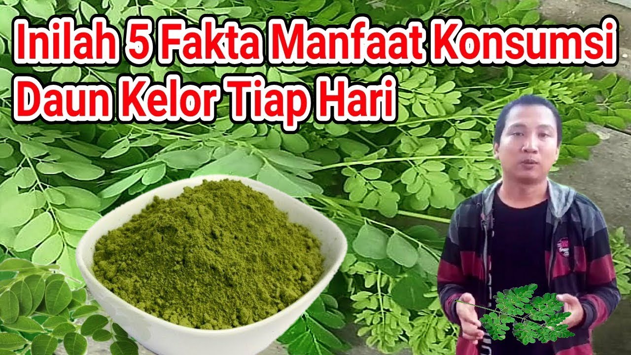 Berani Konsumsi Bubuk Daun Kelor Tiap Hari, Ini yang Akan Kamu Dapatkan
