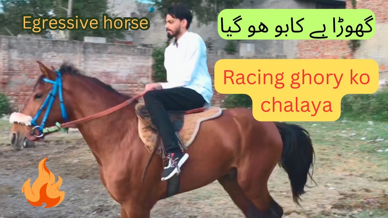 Horse riding in race club lahore horse ride racing horse ride YouTube