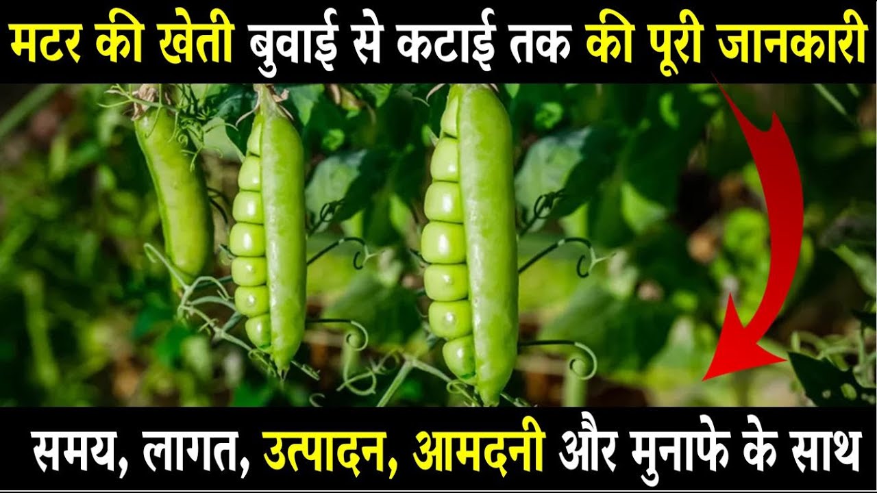 मटर की खेती कैसे करें Matar ki kheti kaise kare Green Peas Farming and Cultivation In India