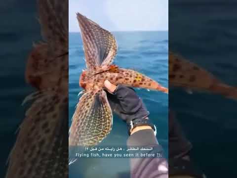 السمك الطائر