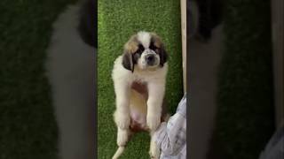 sntbarnad puppy #shortsfeed #shortvideo #doglovercommunity #dogshorts #youtubeshorts