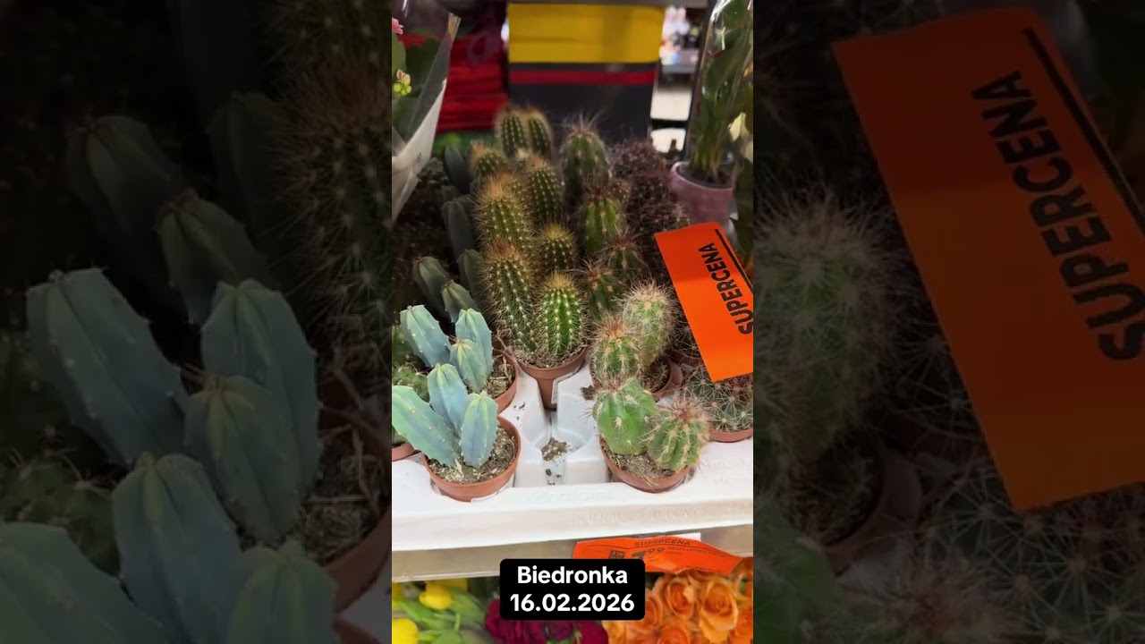 Новые растения в Бедронке (16.02.2026) 