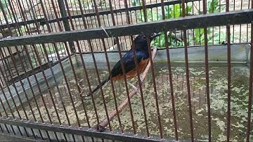 Melihat Burung Murai Batu Mandi Seperti di Alam