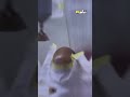 مصري مغترب في السعودية قرر ينزل اجازة شوفوا عمل ايه 