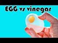 EGG vs vinegar |  EASY SCIENCE EXPERIMENTS THAT'LL SURPRISE YOU