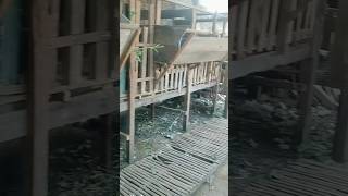 Ternak Kambing Sambil Kerja shorts