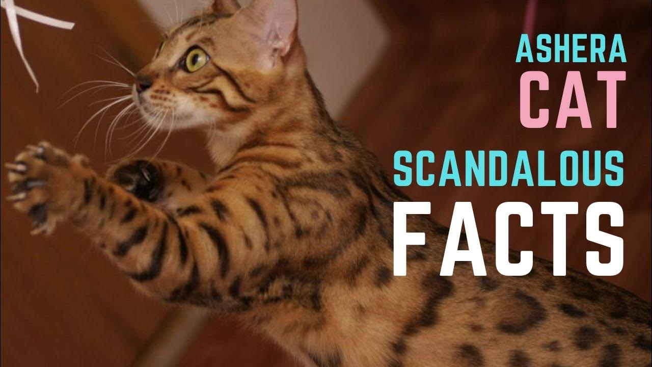 ASHERA CAT BREED The Facts You Need to Know About Ashera YouTube