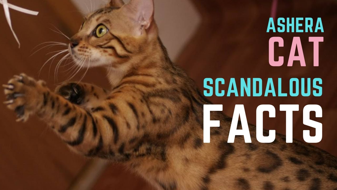 ASHERA CAT BREED The Facts You Need To Know About Ashera YouTube ASHERA CAT BREED The Facts You Need To Know About Ashera YouTube