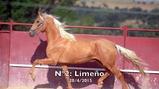 Lusitanos La Perla: Subasta / Auktion / Auction 2019