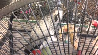 Amazing African grey parrots with steel bolts