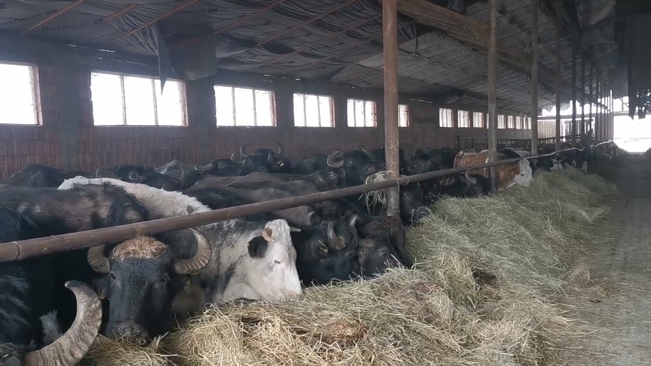 Monitorul de Făgăraș: Ferma Bălaș din Viștea de Sus: 600 de bivoli și vaci