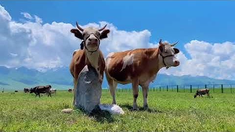 Tân Cương ! Thảo nguyên có thật sự đẹp ?? 😮