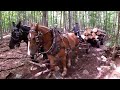 My Wife has had ENOUGH--- SHE QUITS!!! //  Logging with Draft Horses