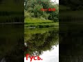 ЛЕТНИЕ ПЕЙЗАЖИ. ОГРОМНЫЙ ГУСЬ. ТОП.