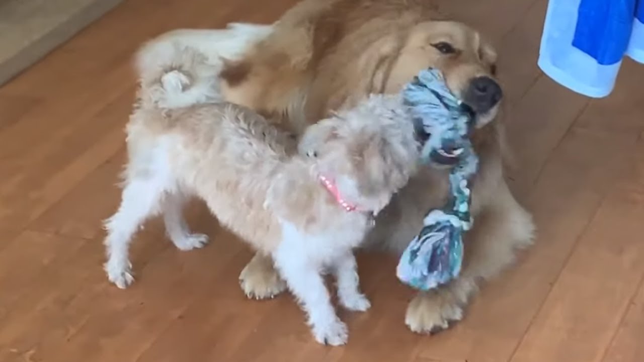 videos for cats Puppy forces Golden Retriever to play tug-of-war