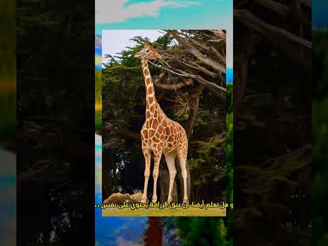 هل تعلم عن الحيوانات معلومة قصيرة و مفيدة ج3 