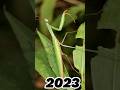 2023 mantis and 5000bce mantis  deepak gaming toonz youtube short