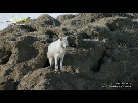 Beyaz Kurtlar Kuzey Kutbu'nun Hayaletleri (TRT Belgesel)