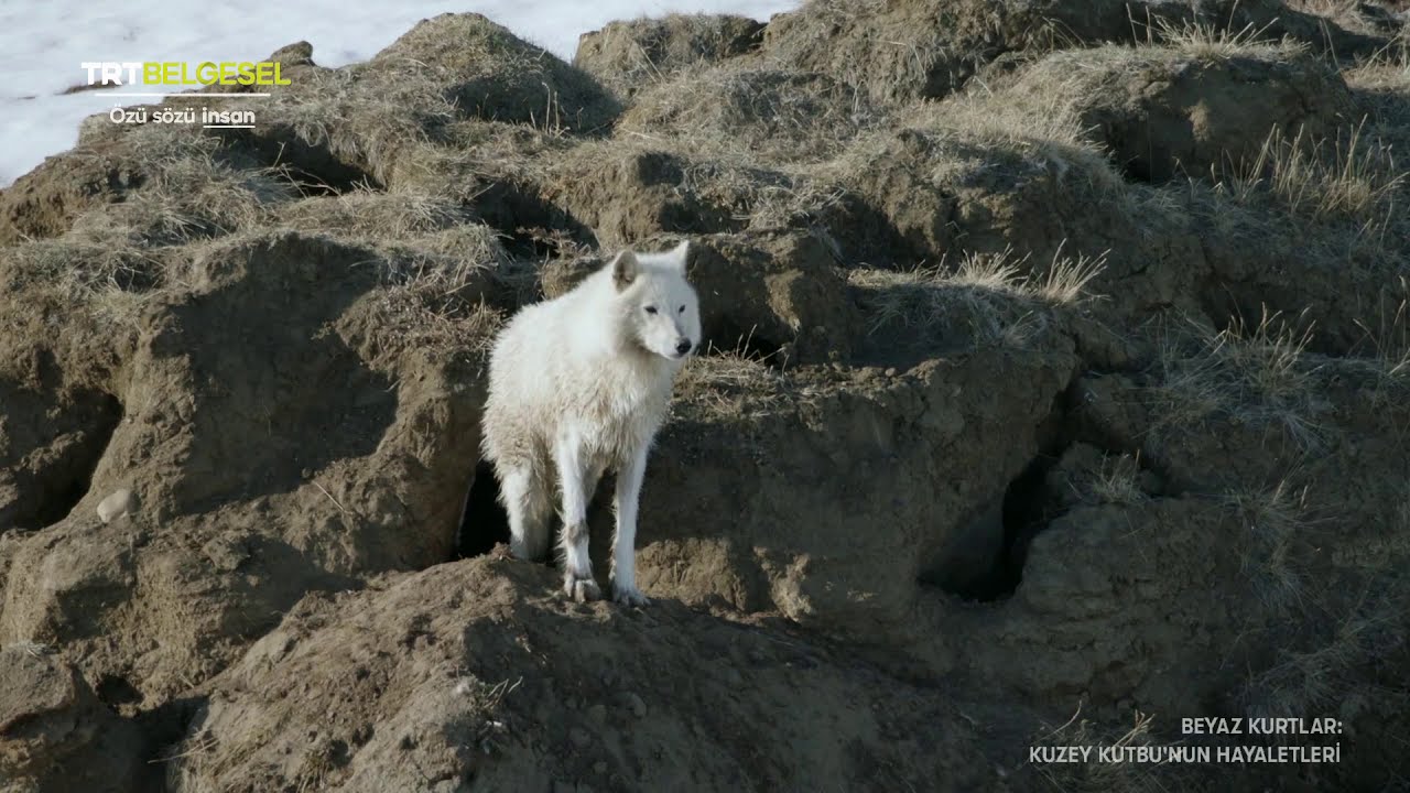 Kurtlarla Yaşamak - Karpat Çoban Köpekleri ( Belgesel ) Çoban ve Kurt