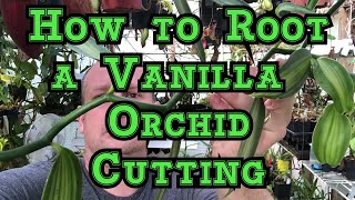 How To Root a Vanilla Orchid Cutting
