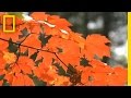 Fall Foliage and Nature Experiences