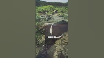 The Poison Lake of Cameroon: Nature’s Deadly Beauty 🌋💀 #shorts #Geography #NaturalWonders