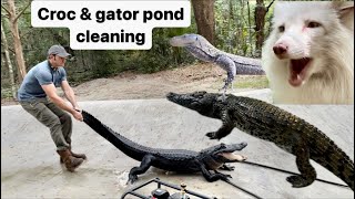 Croc & gator pond cleaning, croc monitor feeding, coati cuddles
